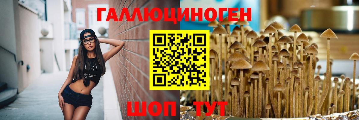 Галлюциногенные грибы Psilocybe Добрянка